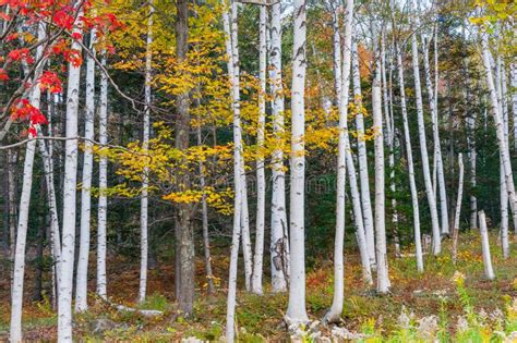 Silver Or Paper Birch Tree Forest In Brilliant Fall Colors Stock Photo