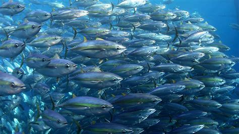 In Pacific Ocean Expanded Protections Didnt Hurt Fishing Pong Pesca