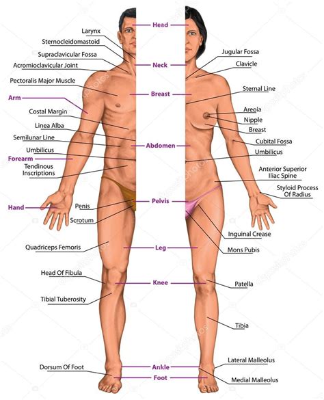 En the female part comprises baffles (2, 4, 3) wherein the male zigzag pins (6, 5, 7) may penetrate. Immagini: corpo umano femminile. Corpo anatomico maschile ...