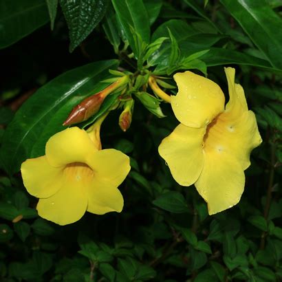 Maybe you would like to learn more about one of these? Allamanda cathartica - Allamanda, Yellow Allamanda, Golden ...