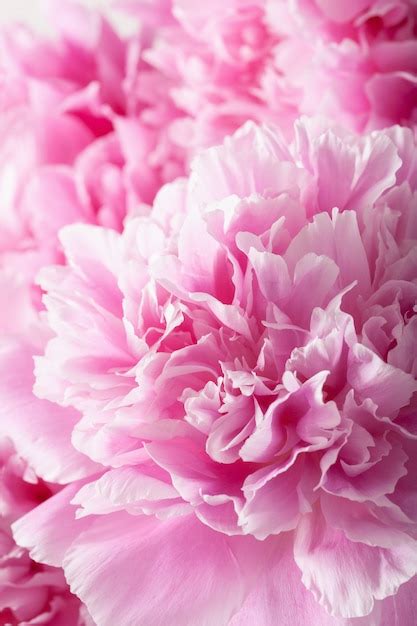 Premium Photo Beautiful Pink Peony Flower