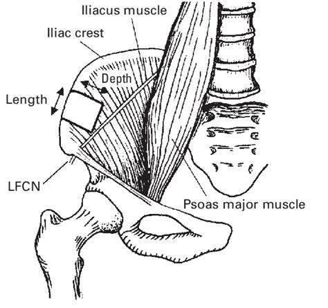 Iliac Crest Anatomy