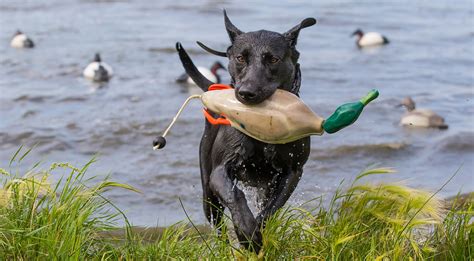 Five Ways To Prepare Your Duck Dog For Fall Delta Waterfowl