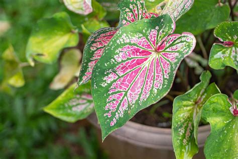 6 Pink Indoor Plants To Brighten Up Your Home Better Homes And Gardens