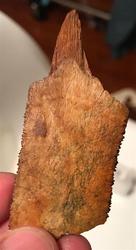 Turtle Shell Fragment With Spike Peace River Formation Fossil ID