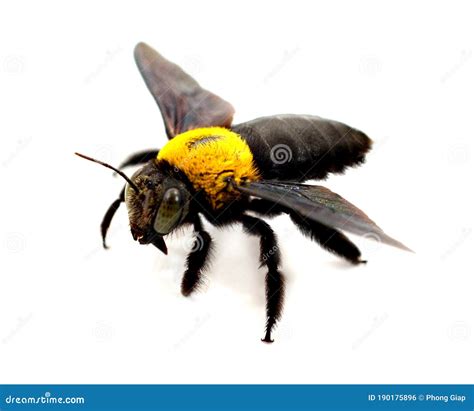 Bumblebee Stock Photo Image Of White Close Nature 190175896
