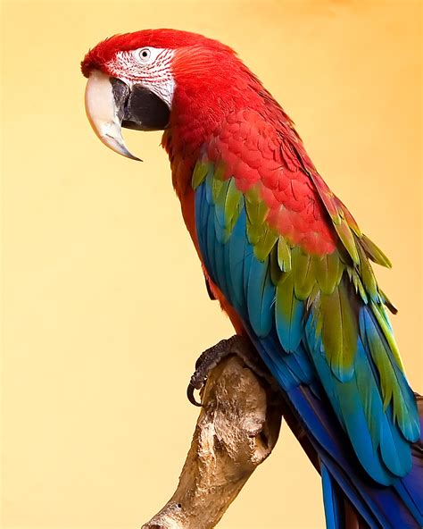 Free Images Branch Bird Wing Portrait Beak Tropical Color