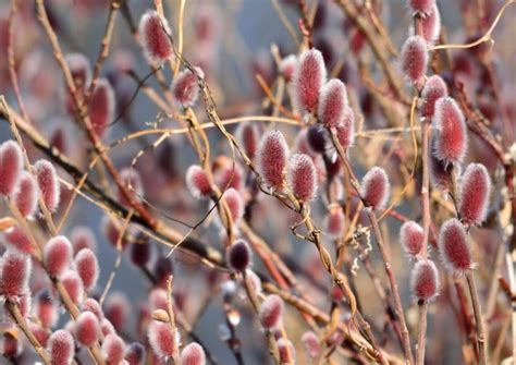 Salix Gracilistyla Mount Aso Japanese Pink Pussy Willow