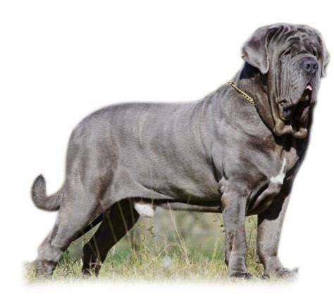 He is located near the following towns and cities in iowa and minnesota: Neopolitan Mastiff Puppies For Adoption | Dog Bazar