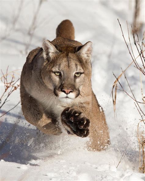 Cougars In Canada Live In Unbelievably Large Numbers On Vancouver