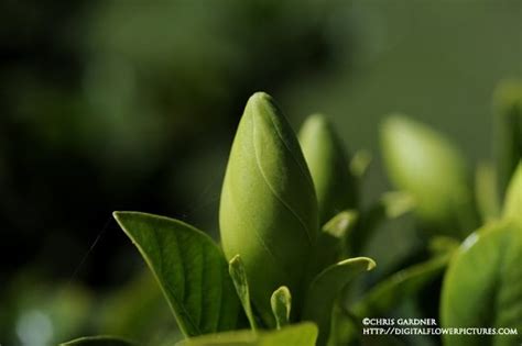 Digital Flower Gardenia Buds