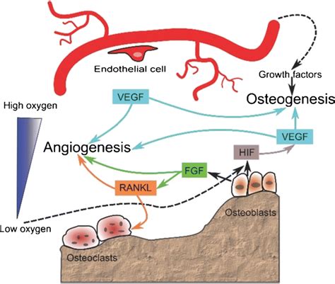 Cgrp May Enhance The Coupling Angiogenesis And Osteogenesis Via Vegf Download Scientific