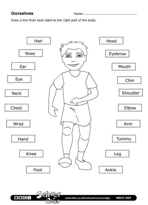 parts   body worksheet learningenglish esl teaching english
