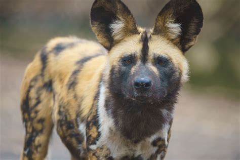 Adopt African Painted Dog At The Endangered Wolf Center In 2021 Wild