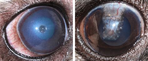 Perforated Corneal Ulcer Dog