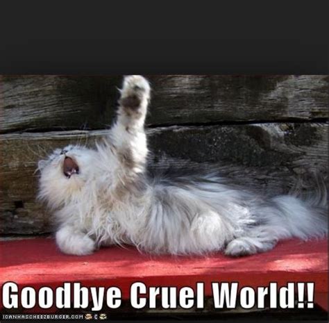 Goodbye Cruel World Funny Cat Pictures Cat Pics Animal Pictures