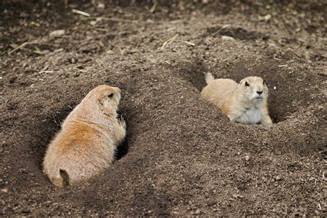 Edit Free Photo Of Black Tailed Prairie Dogzoothe Zoological Garden