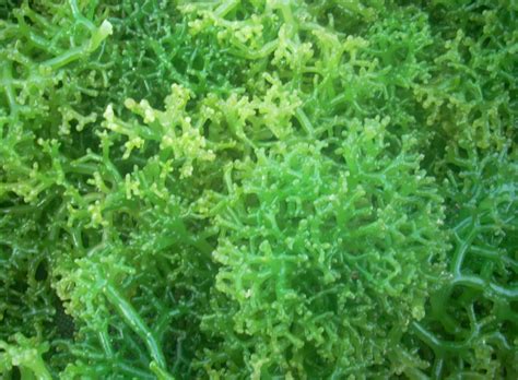 Mengenal Rumput Laut dari Biologi Klasifikasi Morfologi Habitat serta