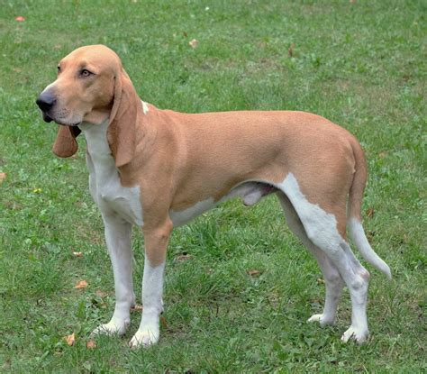 The schweizer laufhund is of medium size; Perros Grandes - Guía Completa de todas las razas de ...