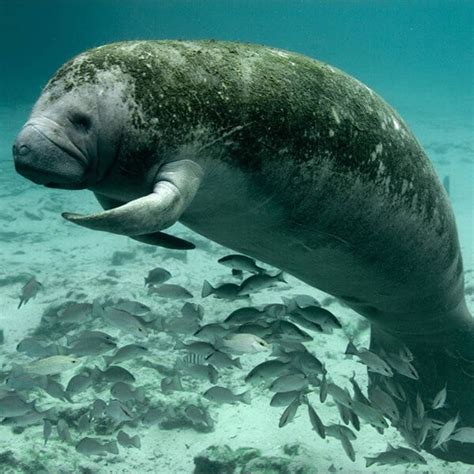 A large sea animal, similar to a dugong, found mainly in west africa and the caribbean. Florida Manatee - Marine Mammal Commission