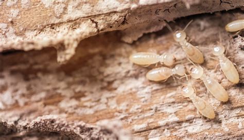 Termite Infestation Treatment For Termites In House How To Tell If Active