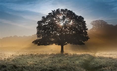 Sunrise Sunbeams Bursting Through Tree Onto Foggy Landscape Photograph