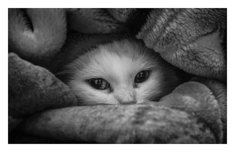 100+ Wallpaper Kucing Lucu dan Comel Kualitas HD - Kucing Anggora