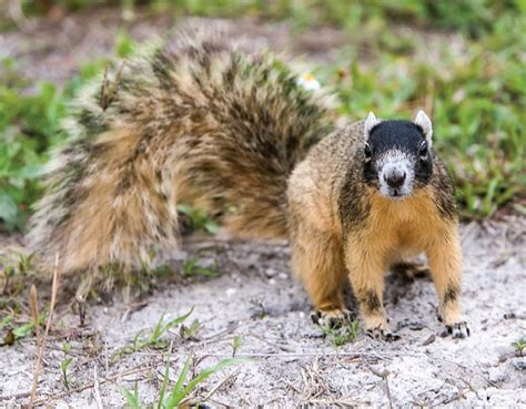 Fox Squirrels Of Florida Pressreader
