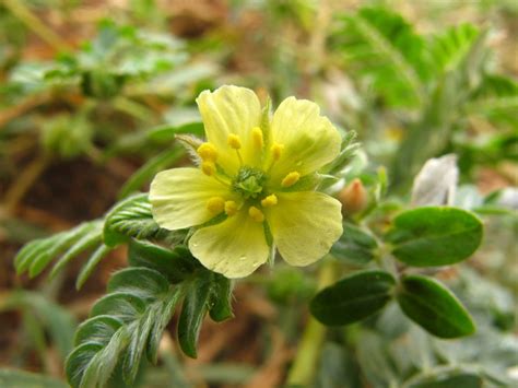 Puncture Vine Flowering Plants Of The Trans Pecos Of Texas