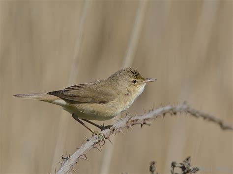 Reed Warbler Birdforum