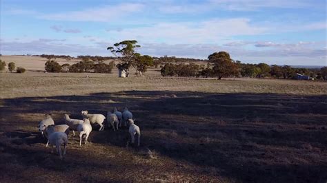 Rounding Up Sheep With A Drone Youtube