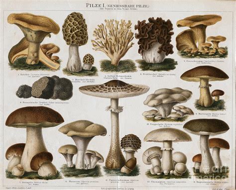 Different Types Of Edible Mushrooms Photograph By Bettmann Fine Art