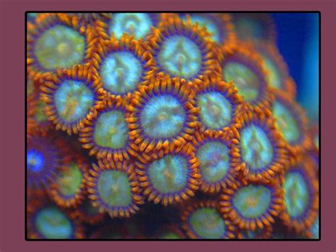 Green And Orange Zoanthids Coral Coral Frags Soft Corals