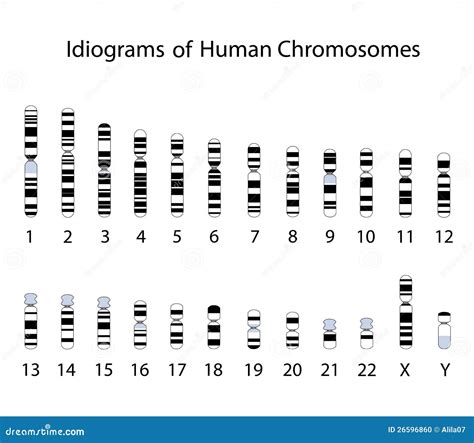 Chromosome Ideogram