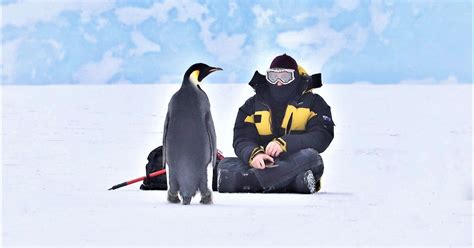 ‘hi Buddy The Story Of One Emperor Penguin And An Antarctic