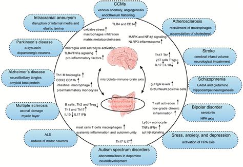 Microbiota Immune System Interactions In Human Neurological Disorders