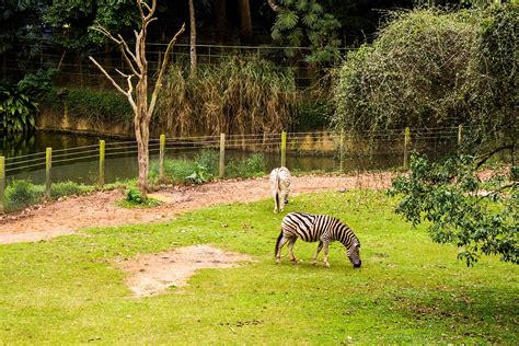 Zoológico De São Paulo Um Pedaço Da Mata Atlântica Na Cidade Com Mais