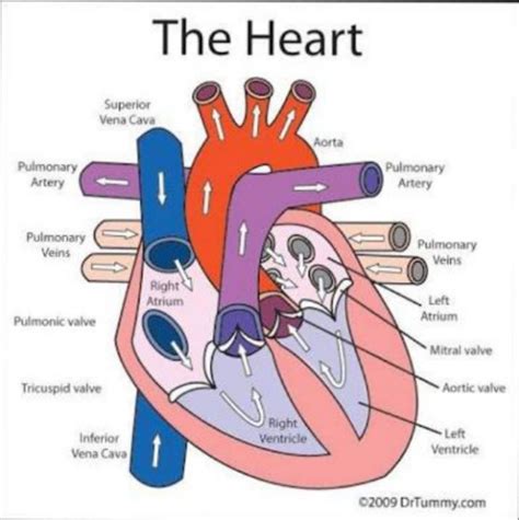 Easy Diagram Heart Class 10th