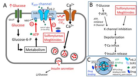 Genes, lifestyle and ………….bacteria shape pancreas development. beta_cell_pharmacology TUSOM 