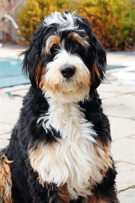 How much does a bernedoodle cost? Bernedoodle | Niedliche hunde, Welpen, Schöne hunde