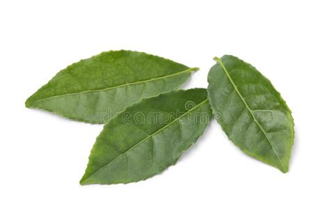 Fresh Green Tea Plant Leaves Camellia Sinensis On White Background