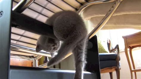 Funny Cat Does Gymnastics Youtube