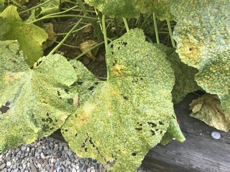 Dealing With Rust Fungus On Hollyhocks The Hive