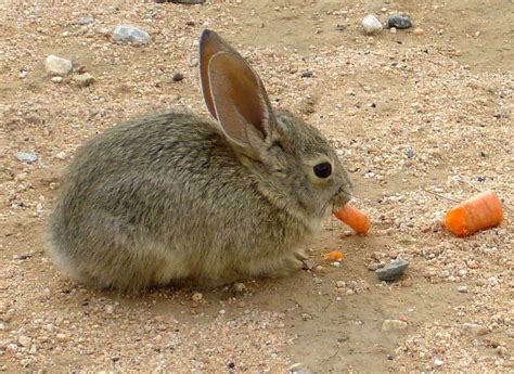(imagine an old bald guy giggling.) hehehehehehehe. California eight-week-old Desert Cottontail eating a ...