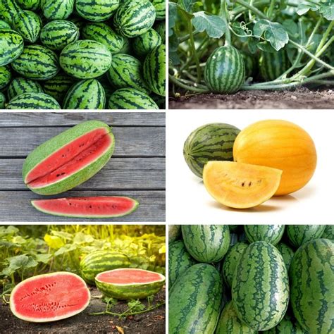 12 Tips On How To Find The Best Tasting Watermelon In Your Garden