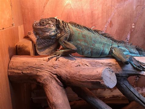 A man from her past has come to town and wants to see her. blue iguana | Lowestoft, Suffolk | Pets4Homes