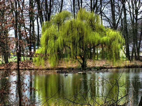Source Unknown Weeping Willow My Favorite Tree Weeping Willow