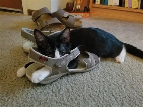 When My Cat Mrs Beasley Was A Kitten She Perfected The Art Of Shoe