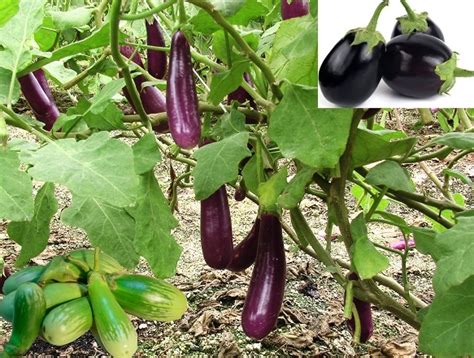 Brinjal Farming Detailed Information Guide Agri Farming