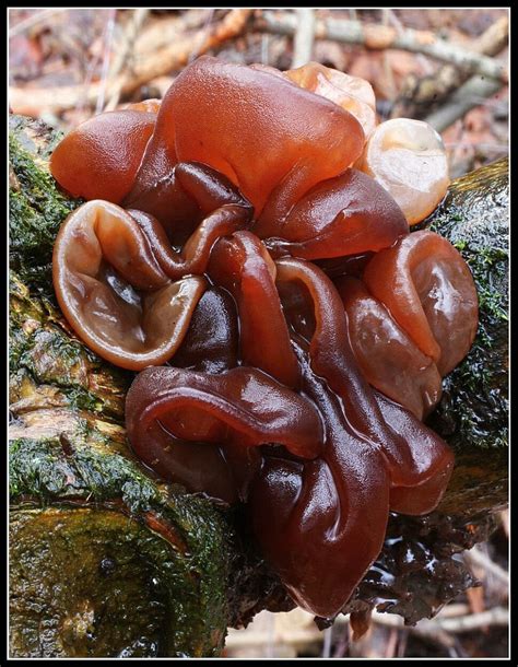 Jelly Ear Fungus Auricularia Auricula Judae Unusual Plants